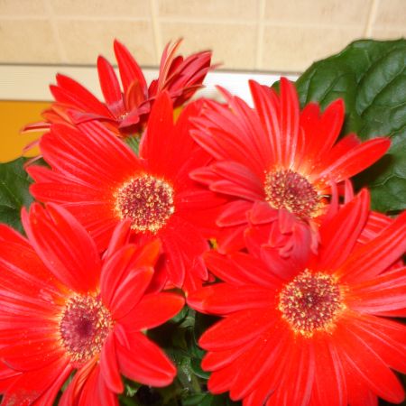 Gerbera (mihaela)